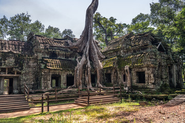 Ta Prohm temple with silk cotton tree roots in Angkor, Siem Reap, Cambodia.