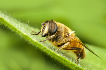 bee macro in green nature