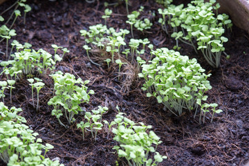 Young plants are germinating