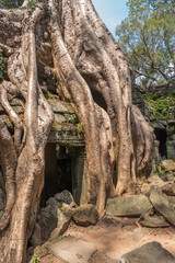Fototapeta premium Ta Prohm temple with silk cotton tree roots in Angkor, Siem Reap, Cambodia.