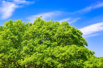 Obraz premium 新緑