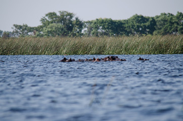 Nature in Africa