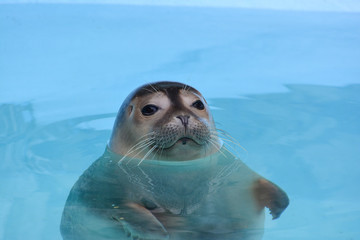 Fototapeta premium Curious seal looking straith