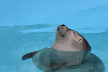Fototapeta premium Satisfied, cheerful seal