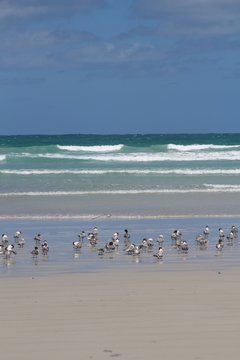  Lesser crested terns (Thalasseus bengalensis) at the beach of Bridgewater against blue ocean and sky, Victoria, Australia