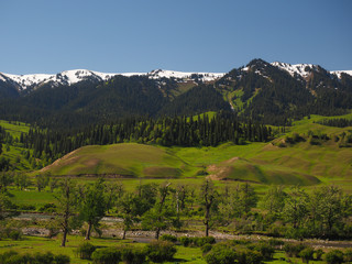 Obraz premium Nalati grassland,Xinjiang,China