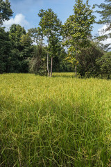 Rice field in the jungle of Angkor area, Cambodia