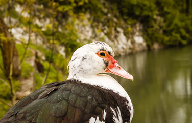 Duck