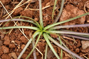 Planta araña