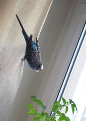 A cheerful wavy parrot. The parrot jumps on the curtain.
