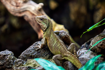 Green skin lizard looking. A beautiful Lizard