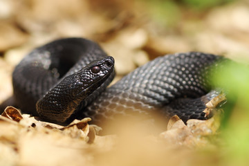 beautiful nikolsky viper preparing to bite