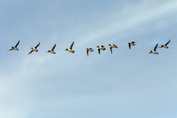 wild ducks in flight