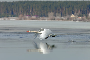 beautiful swans flying over the river