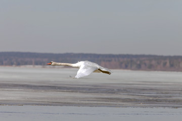 swans in flight