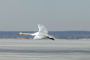 swans in flight