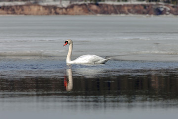 graceful swans on the river in early spring