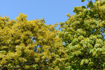 Clear sky and flowering trees in the spring