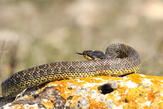 blotched snake preparing to strike