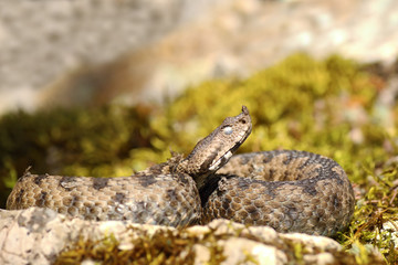 close up of nose horned viper