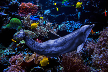 tropical Fish on a coral reef. dolphin underwater.Dolphins in the sea