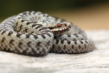 closeup of beautiful male common adder