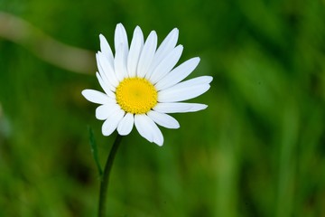 Une marguerite.