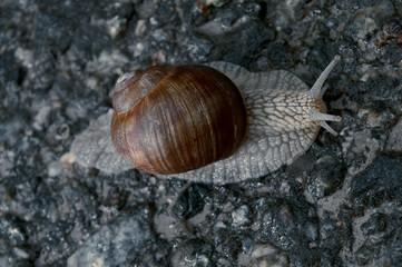 Snigel, sverige