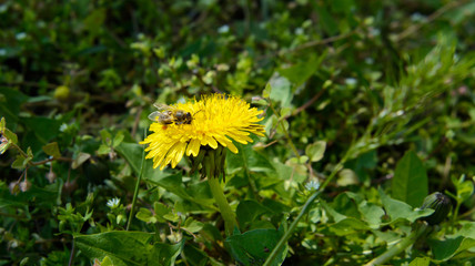 Bee on dandelion collects nectar