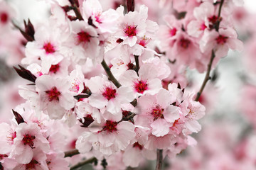 detail of japanese cherry tree flowers