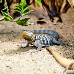 lizard lizard on a rock