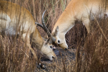 Antelopes Locking Horns
