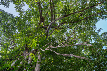 Fototapeta premium Giant banyan ficus tree, Cambodia