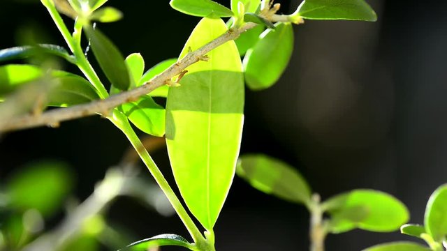 Olivenbaum in der Sonne