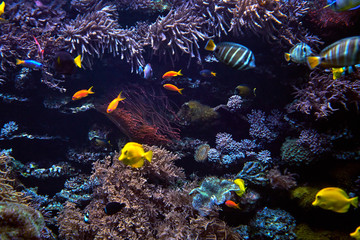 Naklejka na ściany i meble tropical Fish on a coral reef