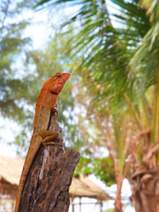 Proudded lizard, climbing on top of branch.