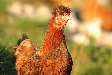 shaggy hen portrait