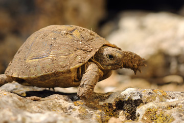 spur thighed turtoise walking in natural habitat