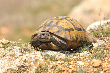 Testudo graeca on rocky ground