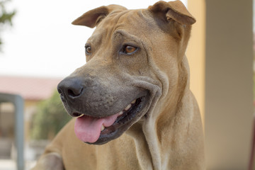 Dogs do curious and look cute