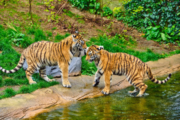 Two young tigers. Tiger Cub