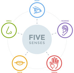 Five senses with complex line icons in a mind map design