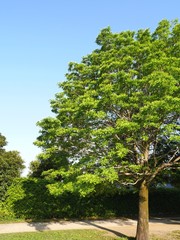 青空とモクレンの木
