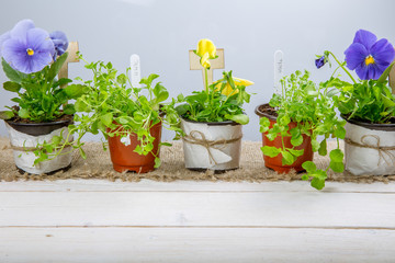 Young seedlings of flowers with garden tools on a white wooden table. Viola and lobelia.
