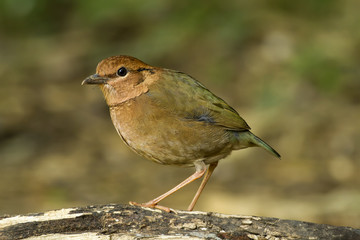 Birds in Nature, pitta oatesi (rusty-naped Pitta)