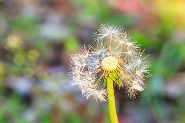 beautiful dandelions in green field