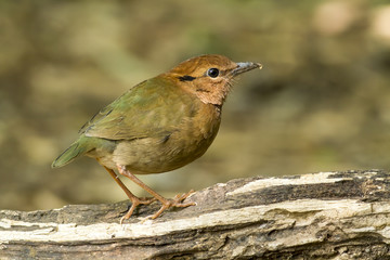 Birds in Nature, pitta oatesi (rusty-naped Pitta)