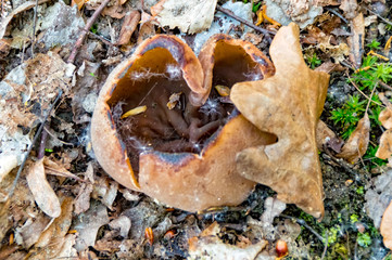 Bark on a tree branch