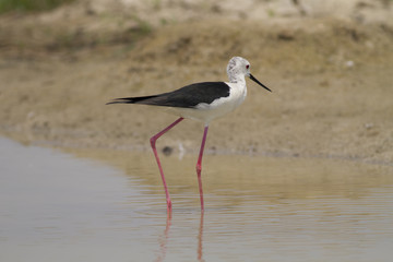 Black-winged Stilt,Bird of Thailand