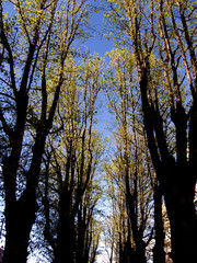 träd, skog,  sverige